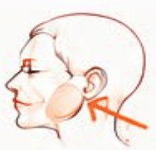 Jaw / Masseter treatment area diagram